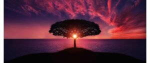Career Resume Feature Image sunset behind a tree overlooking ocean